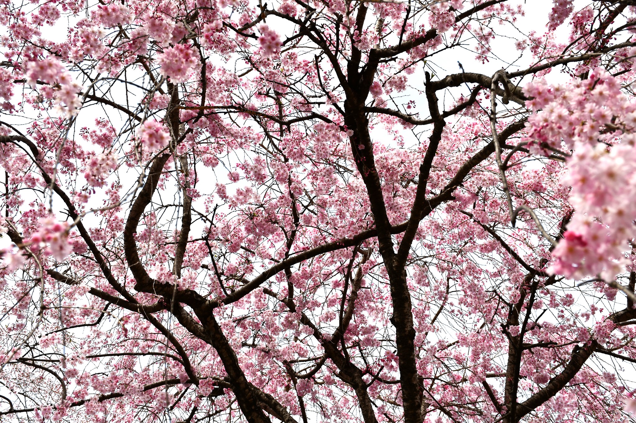 満開の桜がとても綺麗でした