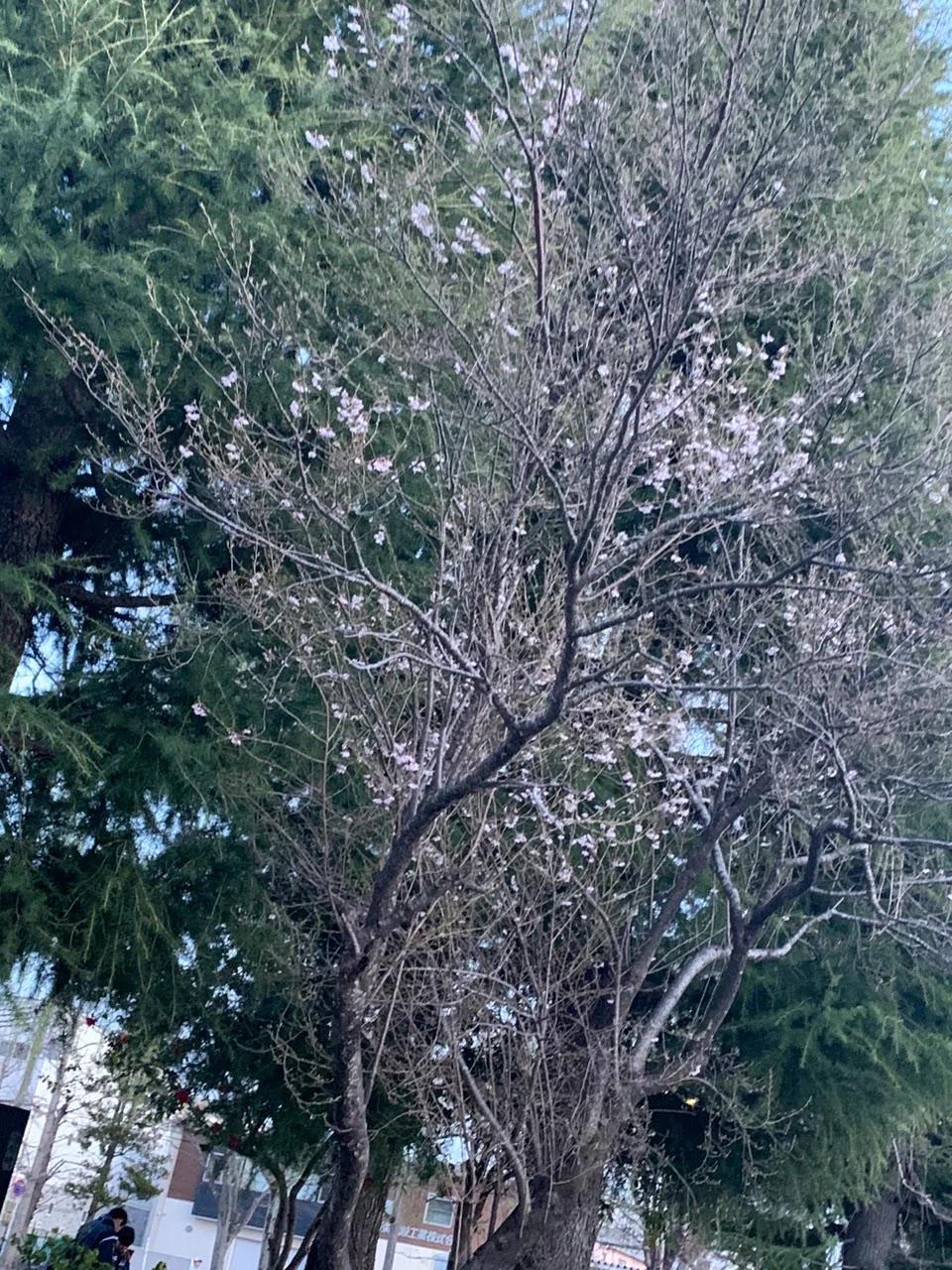ご近所の桜です♪