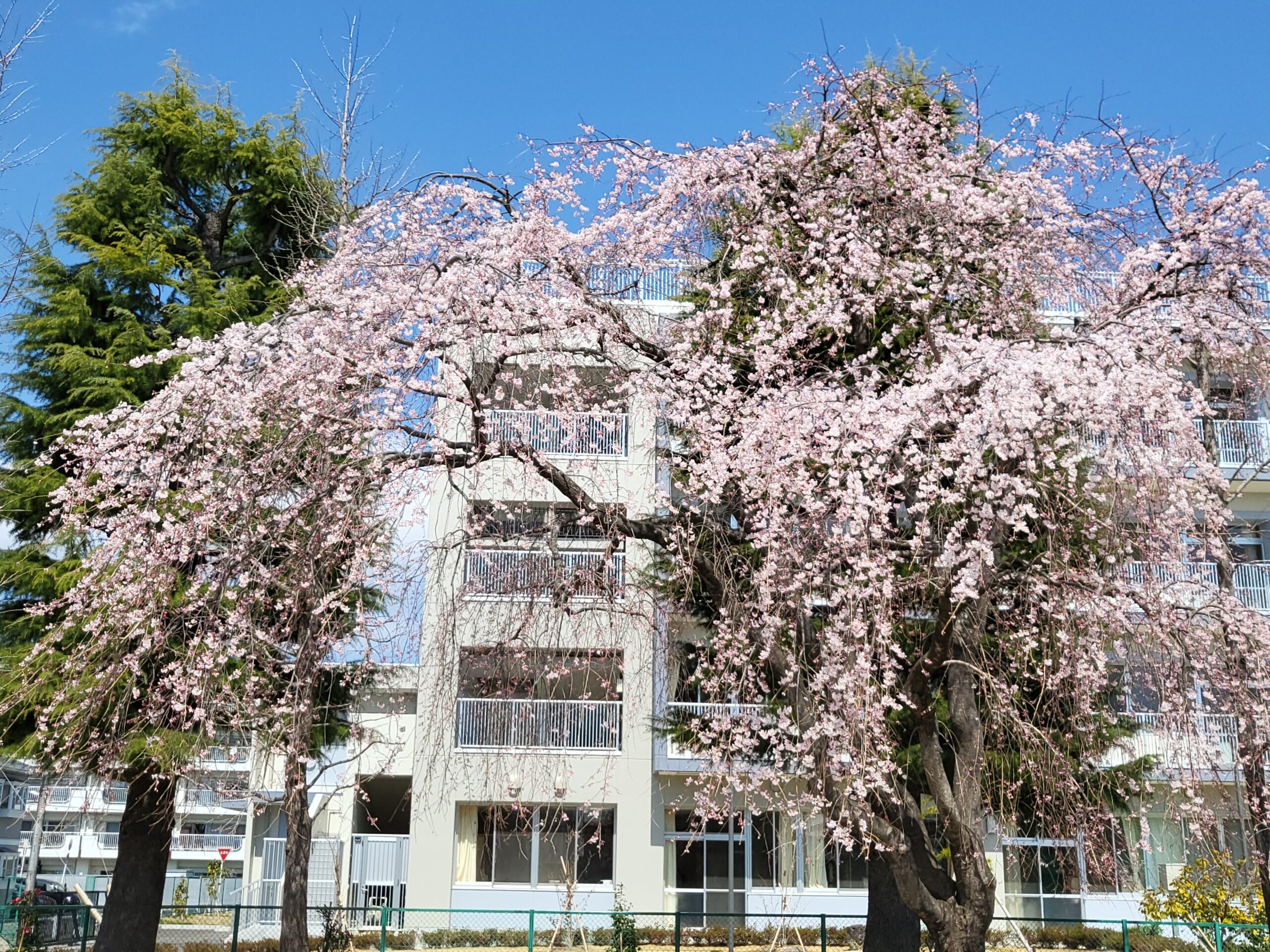 大和町2丁目、尼坪公園の桜です